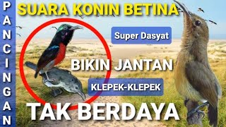 SUARA KONIN BETINA - PANCINGAN KONIN JANTAN AGAR CEPAT GACOR - KONIN BETINA GACOR