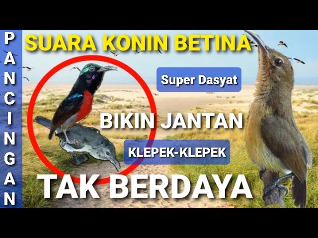 SUARA KONIN BETINA - PANCINGAN KONIN JANTAN AGAR CEPAT GACOR - KONIN BETINA GACOR class=