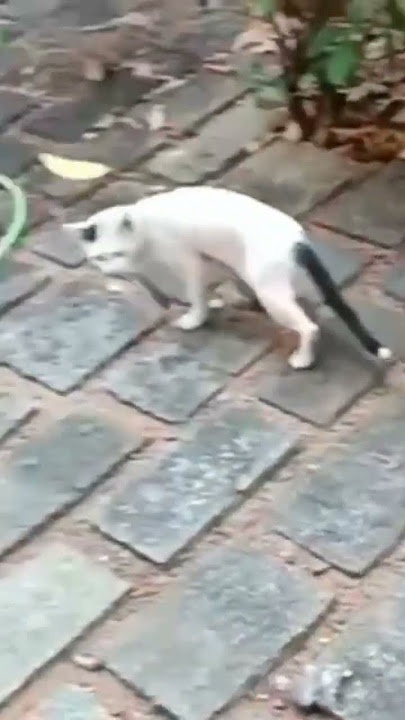 Cat run away with fish funny