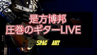 『Space Ant 』LIVEギター