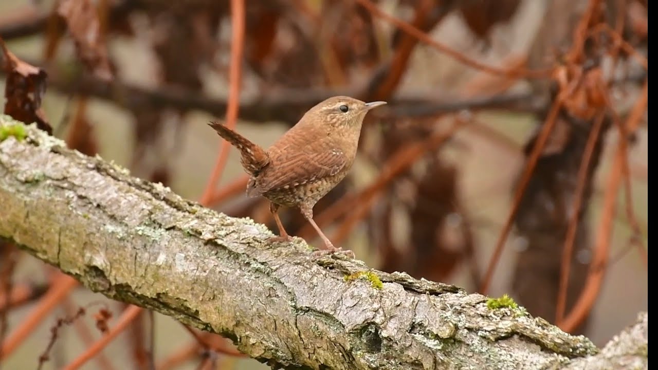 Skrzyczał mnie strasznie ,,Strzyżyk"😅