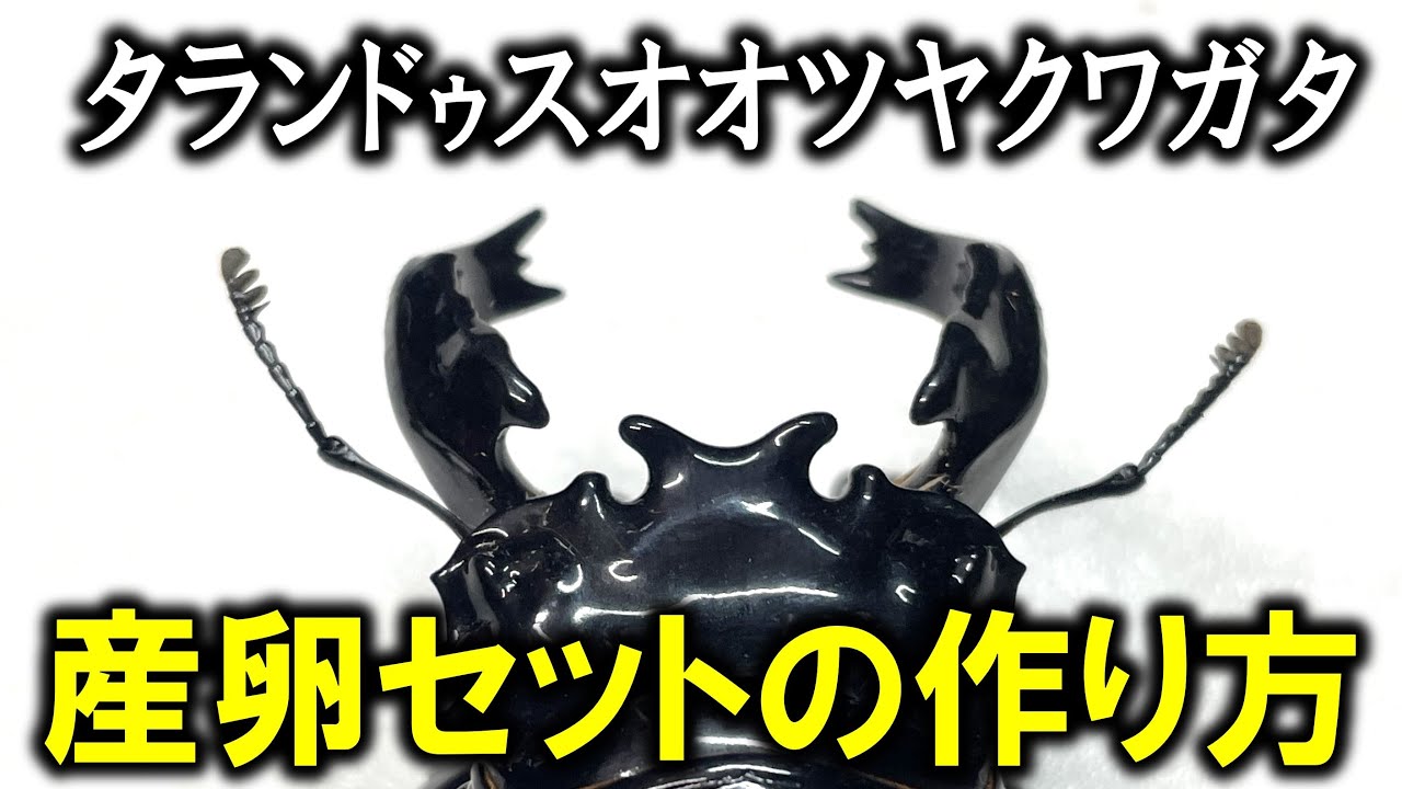 タランドゥスオオツヤクワガタに産卵させるならこの方法だろ★
