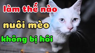 Làm Thế Nào Để Nuôi Mèo Không Bị Hôi | Phần 1 | 17cat