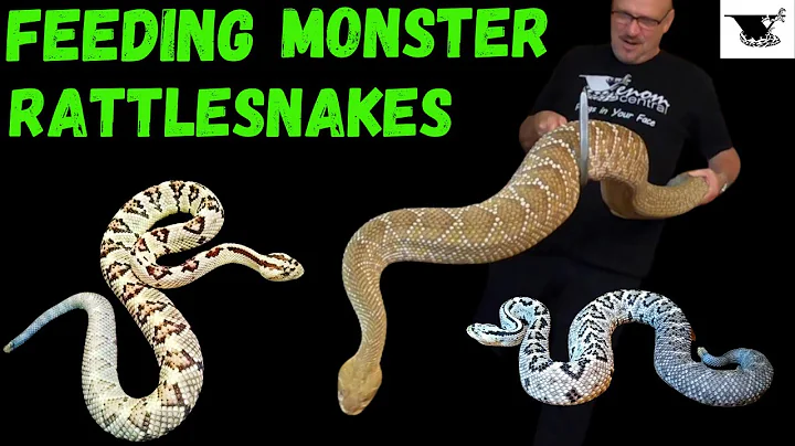 How to Feed your MONSTER Rattlesnakes: Tips & Techniques