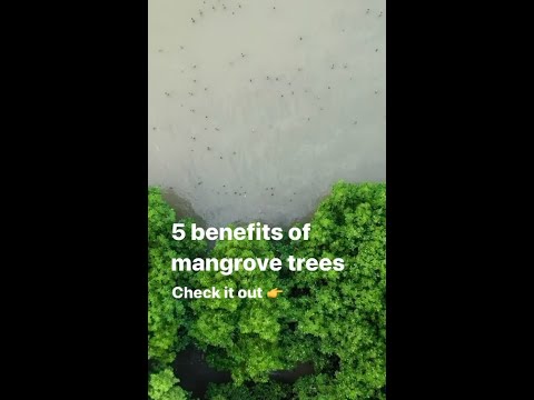 Videó: A mangrove a természet egyedülálló alkotása