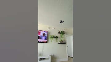 Drone crash 😂 #fpvdrone #geprc #tinywhoop