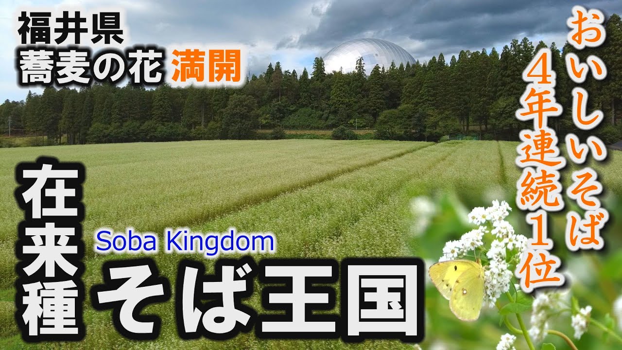 福井県で蕎麦の花が満開「在来種そば王国」おいしいそば産地大賞4連覇～福井県嶺北地域【動画紀行・福井県】Soba Kingdom