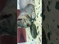 Nanduu Amma Cat Meaow Funny Cute Catlover Comedy Love Animals Nanduu Amma Cat Meaow Funny Cute Catlover Comedy Love Animals