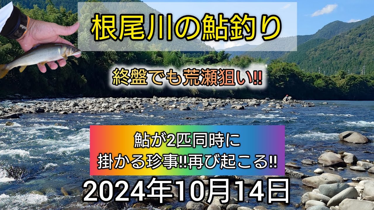 根尾川の鮎釣り。鮎が2匹同時に掛かる珍事‼️再び起こる‼️終盤でも荒瀬狙い‼️2024年10月14日