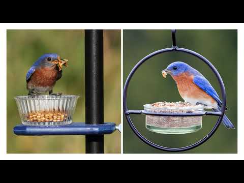 Video: Mėlynųjų paukščių pritraukimas – ko reikia mėlyniesiems paukščiams, kad jie galėtų gyventi jūsų nuosavybėje
