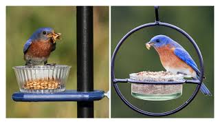 Attracting Bluebirds