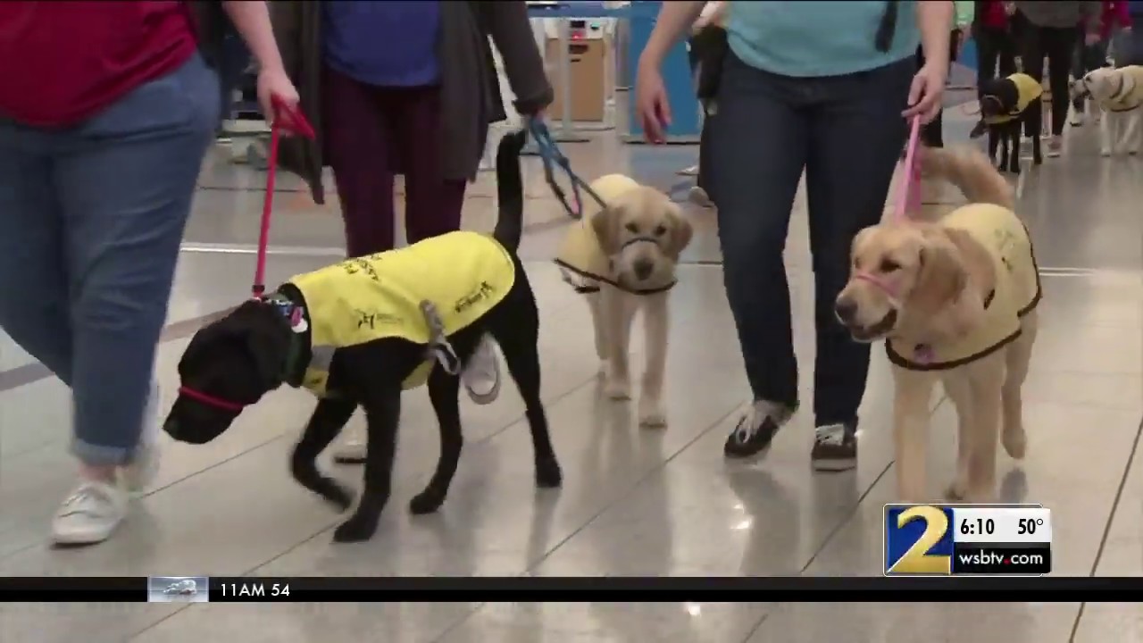 american airlines stato voli Over 30 Puppies in Training Hold Puppy Class in American Airlines Terminal