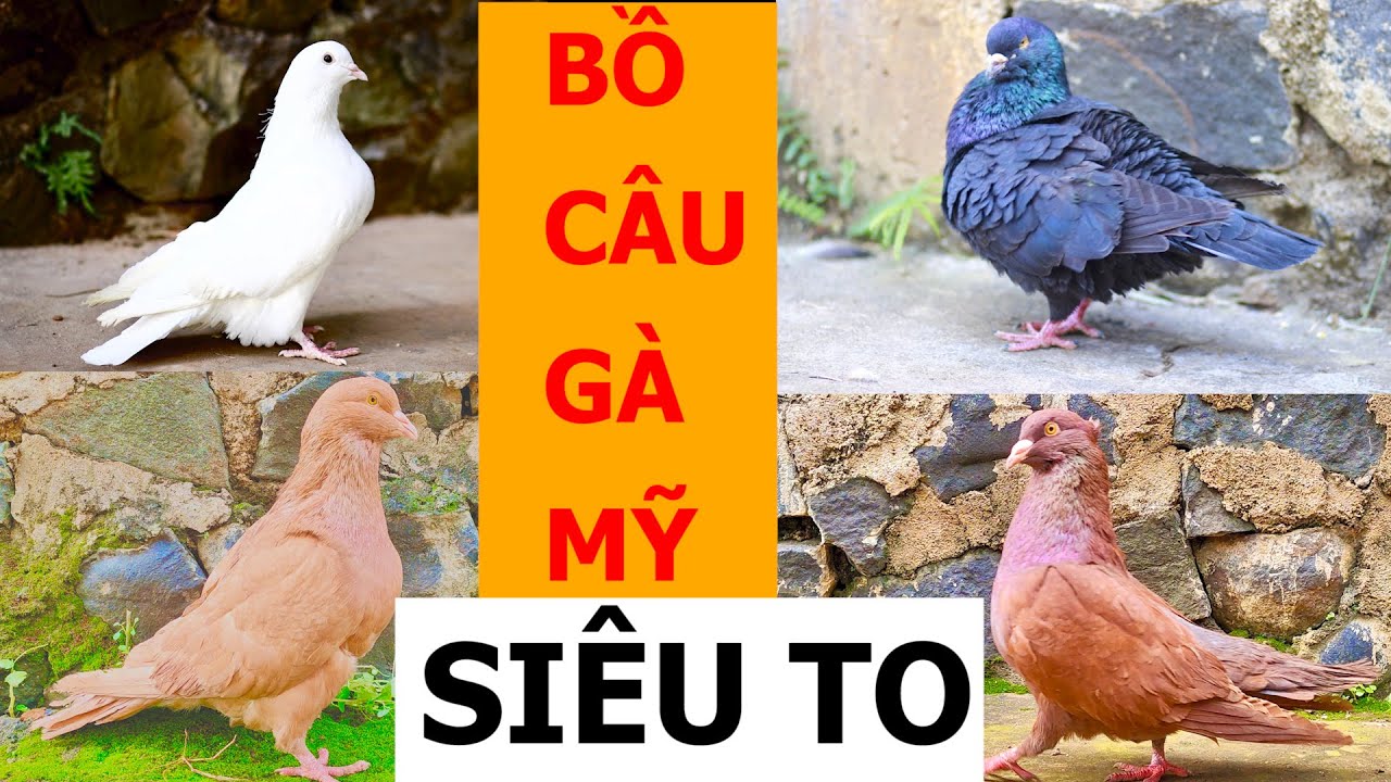 Đã mắt với Bồ câu Gà Mỹ siêu to khổng lồ màu ĐEN, TRẮNG, VÀNG, NÂU ĐỎ ...