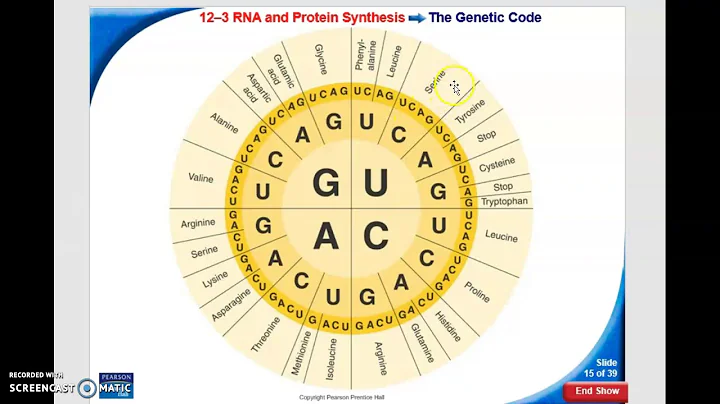 Protein Synthesis