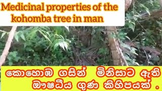 කොහොඹ ගසේ ඇති ඖෂධීය ප්‍රයෝජන | medical plant of kohomba✅