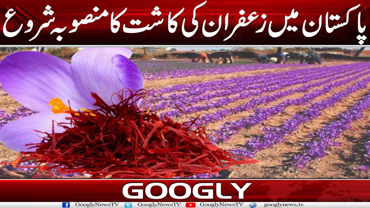 Pakistan Mein Zafran Kei Kashat Ka Mansooba Shuru | Googly News TV