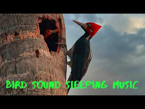 Bird Sound Sleeping Music I Birds Nature Sounds YouTube