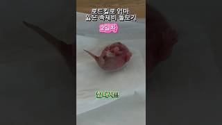 로드킬로 엄마 잃은 쪽제비 돌보기 2일차 #로드킬 #아기 #쪽제비