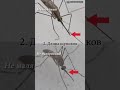 Малярийный комар. Как отличить от обычного кровососа. #short #shorts #shortvideo // Clever Cricket