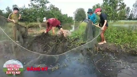 kéo lưới cá miền tây trúng nguyên ổ cá sặc rằn khủng