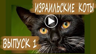 УЛИЧНЫЕ КОШКИ ИЗРАИЛЯ ЧЕРНЫЙ КОТ ЧЕРНАЯ ПАНТЕРА ВЫПУСК 1. STREET CATS OF ISRAEL ISSUE 1. УЛИЧНЫЕ КОШКИ ИЗРАИЛЯ ЧЕРНЫЙ КОТ ЧЕРНАЯ ПАНТЕРА ВЫПУСК 1. STREET CATS OF ISRAEL ISSUE 1.