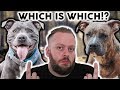 AMERICAN STAFFORDSHIRE TERRIER or STAFFORDSHIRE BULL TERRIER!? What's The Difference!?!