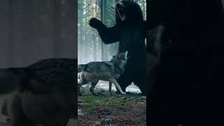 Grizzly Bear vs 2 Wolves 🐻🐺💥 Battle for Survival in the Wild! #Wildlife #AnimalBattle