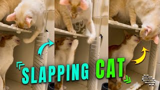 Cat Slapping Another’s Chin