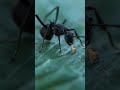facts about ant#chitiya insanon ki tarah lmbi neend nhi leti##shorts#factzone#viral