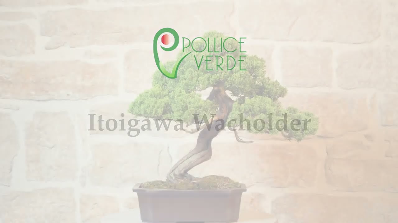 Itoigawa Wacholder Bonsai (121) - Pollice Verde Store