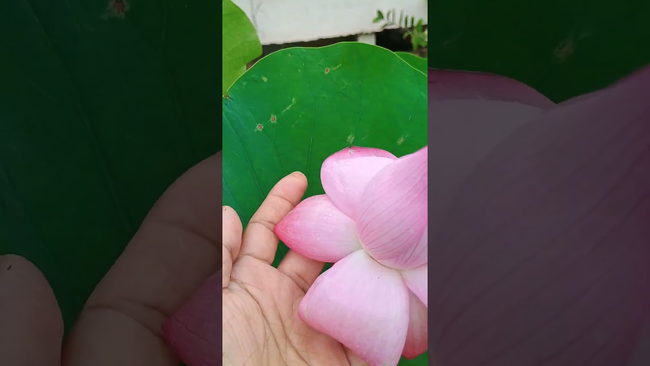 Lotus may brooted #mud but #asthetic is #pure 😳 gold 💞📈