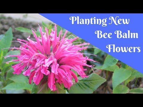 Video: Informace o rostlině Rocky Mountain Bee: Naučte se pěstovat rostliny Rocky Mountain Bee