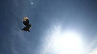 Chicken Flying high Into Tree