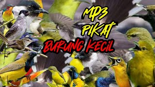 mp3 suara pikat burung kecil ribut paling ampuh
