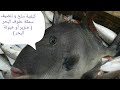 كيفية سلخ و تنضيف سمكة حلوف البحر خنزير البحر 