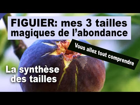 Vidéo: Quand tailler le fremontodendron ?