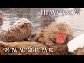 【4K Snowfall】 Snow Monkey Park in the Heavy Snow.大雪の地獄谷野猿公苑 #4K