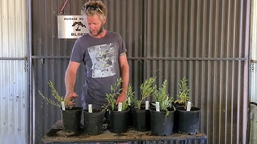 Bonsai for Beginner done cheap, Increase your collection cheaply, Aussie Bonsai Bloke