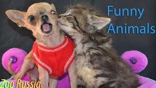 Best Funny Animal Compilation 2016 #31 Best Funny Animal Compilation 2016 #31