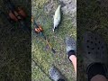 lol 😂 #fishspecies #fishing #bassfish #bassfishing #bass #fish