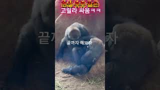 어제 어디서 잤어 고릴라 부부싸움 터졌다