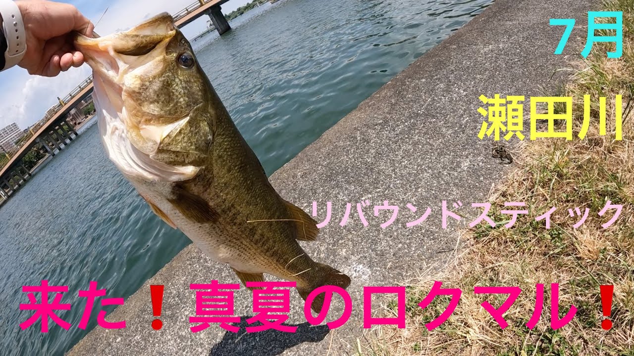 【バス釣り】真夏のモンスター❗️リバウンドスティック　瀬田川　琵琶湖