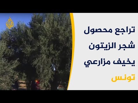 🇹🇳 تراجع محصول شجر الزيتون يخيف مزارعي تونس