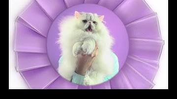 Design Academy Eindhoven 2011: Thalia de Jong