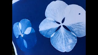 Cyanotype print dry vs fresh