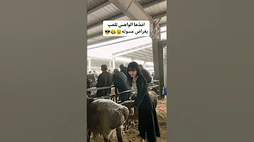 احلا معزه سعودية مربربه 
