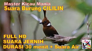 Masteran Murai, Suara Burung CILILIN Durasi Panjang + Terapi Suara Air Mengalir...FULL HD...!!!