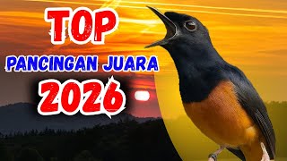 100% PANCINGAN murai batu gacor AMPUH MENJADIKAN murai batu agar cepat bunyi NYAUT