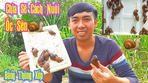Chia Sẽ Cách Nuôi Ốc Sên(ốc ma) Bằng Thùng Xốp.