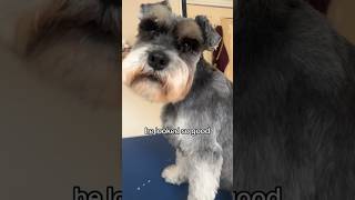 Schnauzer HATES face being touched! #doggroomer #schnauzer #dog